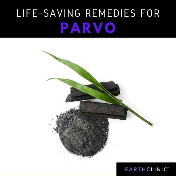 Natural Parvo Treatment for Dogs